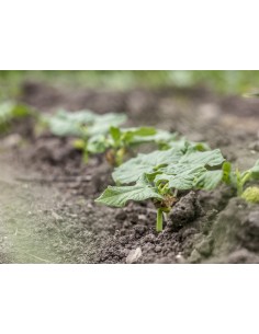 POUSSE EPINARD 250gr